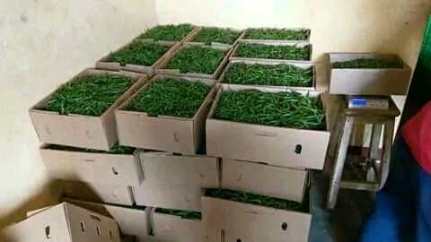 vegetables