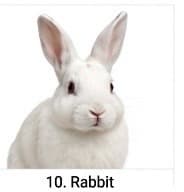 RABIT FARM