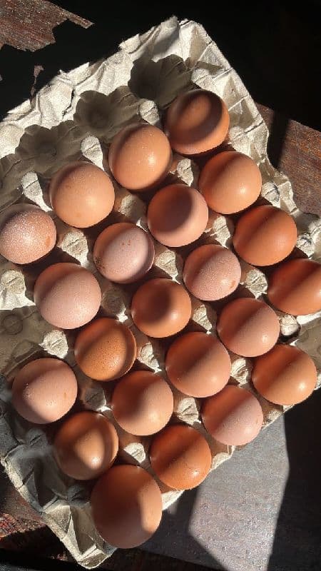 Egg small size