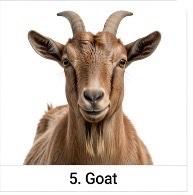 GOAT FARM