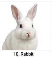 RABIT FARM