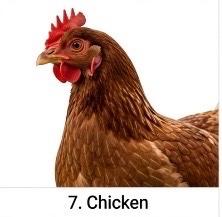 CHICKEN FARM