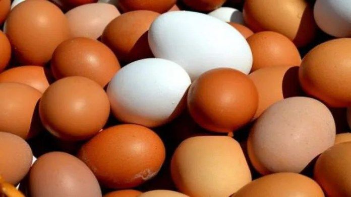 Eggs medium size