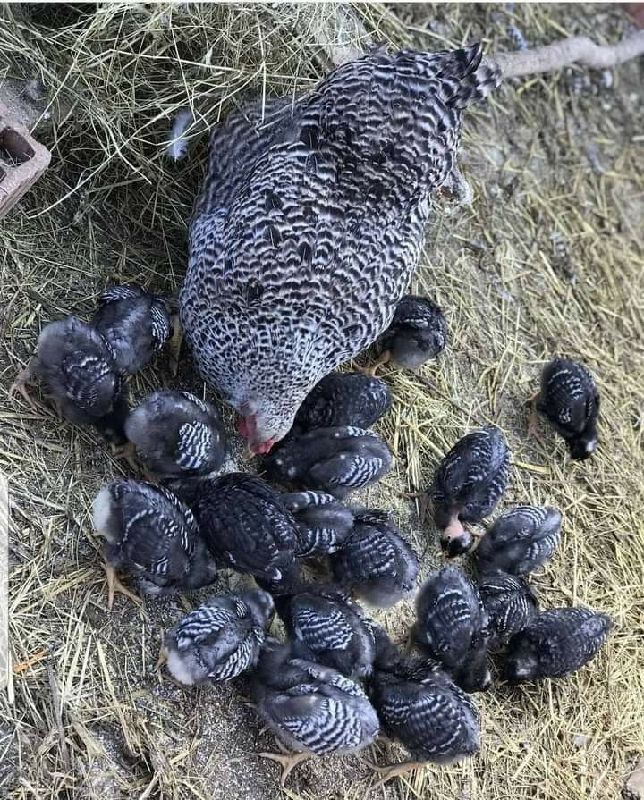 Plymouth[ day old]