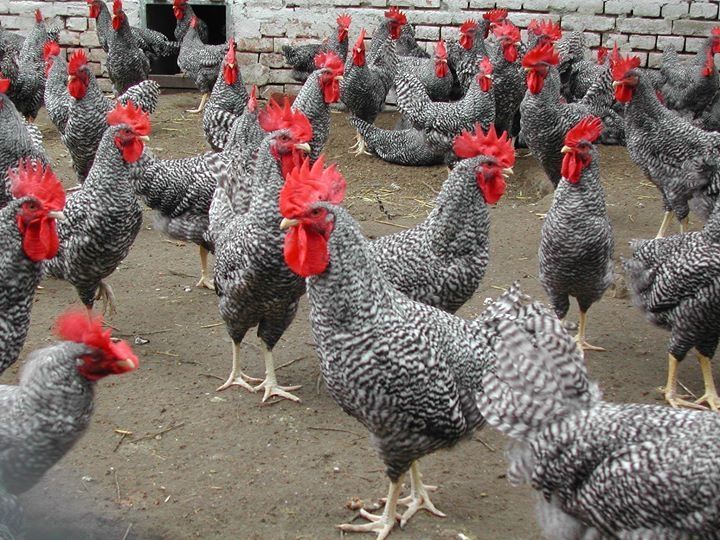 Plymouth ( Cocks)