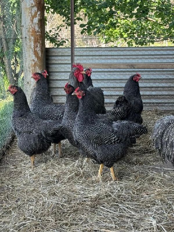 Plymouth ( females)