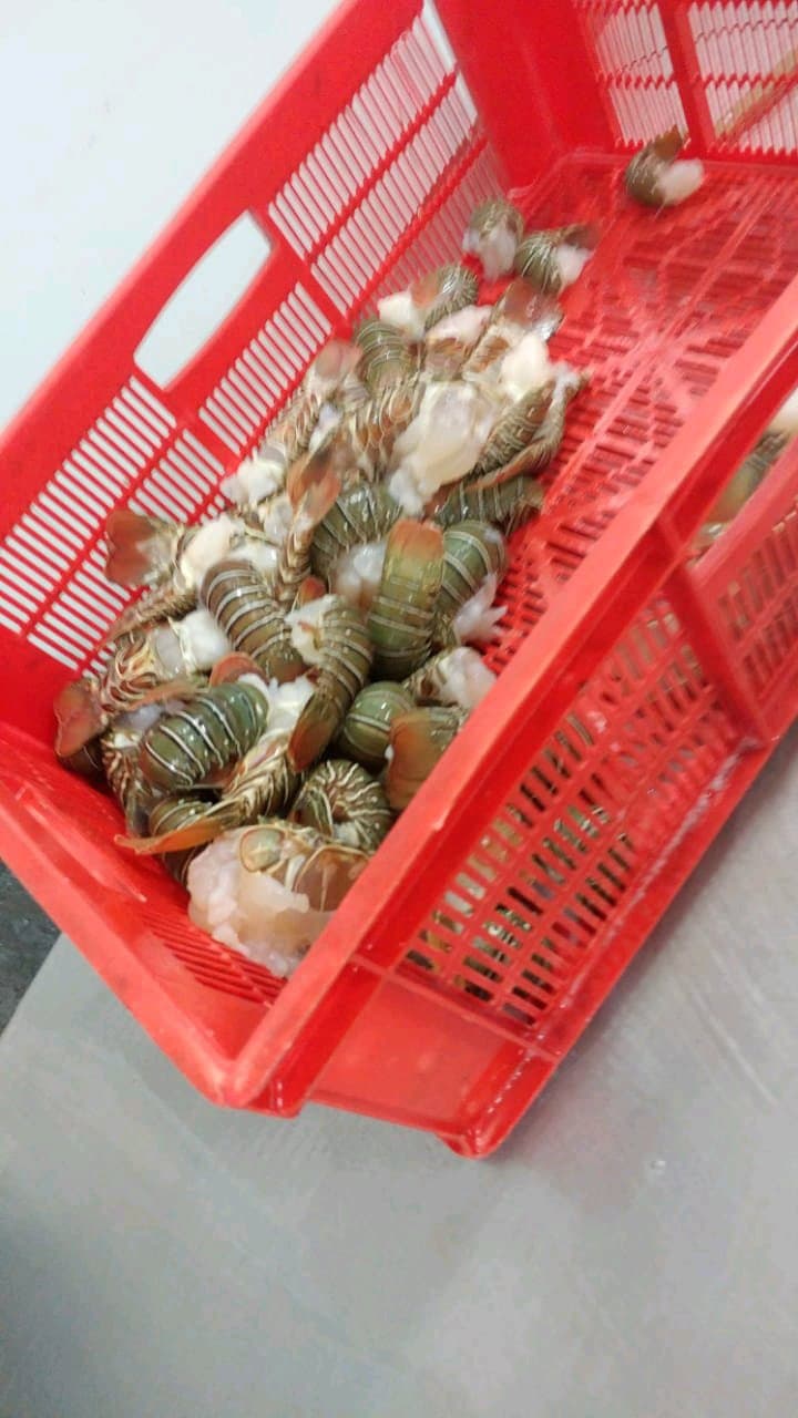 fresh lobster tails