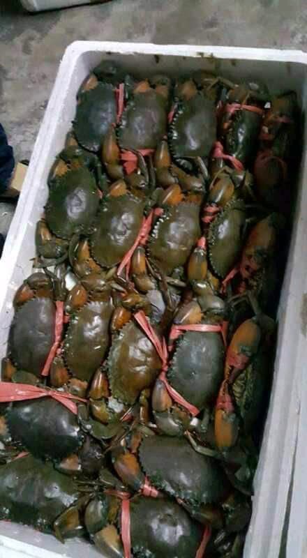 king crabs